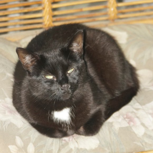 Meet your Posher, Posh - Picture 10 of 16